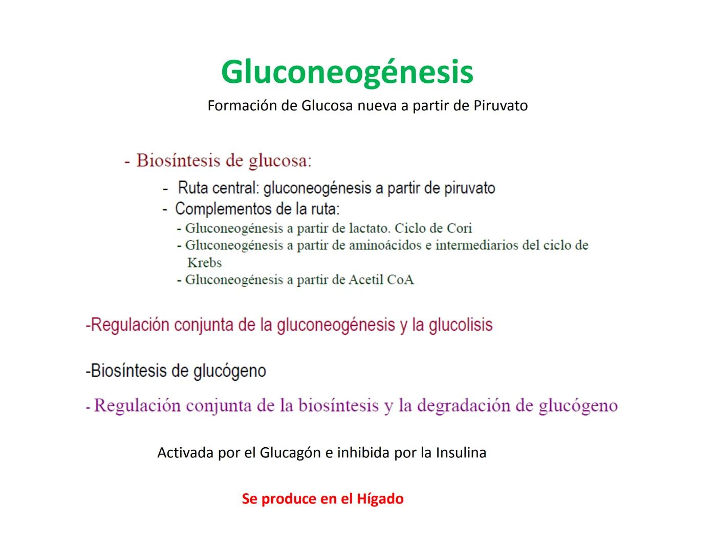 # Metabolismo de la Glucosa Proteínas Polisacáridos Lípidos
Aminoácidos Glucosa
1
Glicerol,
Acidos grasos
↓*
Piruvato
Acetil-CoA
2
Ci