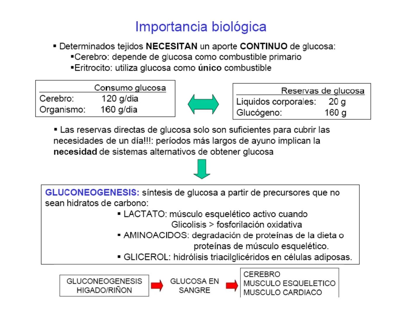 # Metabolismo de la Glucosa Proteínas Polisacáridos Lípidos
Aminoácidos Glucosa
1
Glicerol,
Acidos grasos
↓*
Piruvato
Acetil-CoA
2
Ci