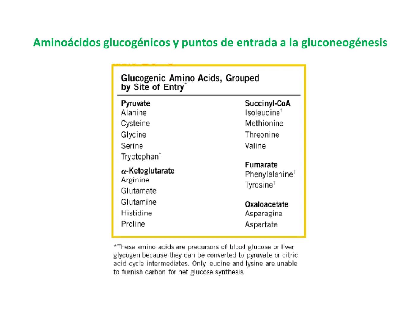 # Metabolismo de la Glucosa Proteínas Polisacáridos Lípidos
Aminoácidos Glucosa
1
Glicerol,
Acidos grasos
↓*
Piruvato
Acetil-CoA
2
Ci