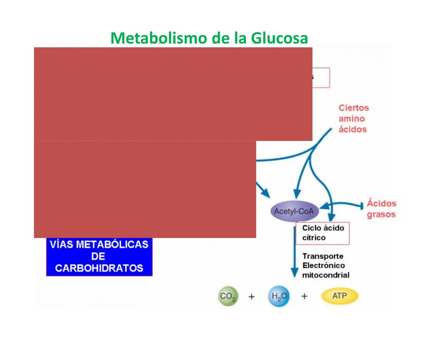 # Metabolismo de la Glucosa Proteínas Polisacáridos Lípidos
Aminoácidos Glucosa
1
Glicerol,
Acidos grasos
↓*
Piruvato
Acetil-CoA
2
Ci