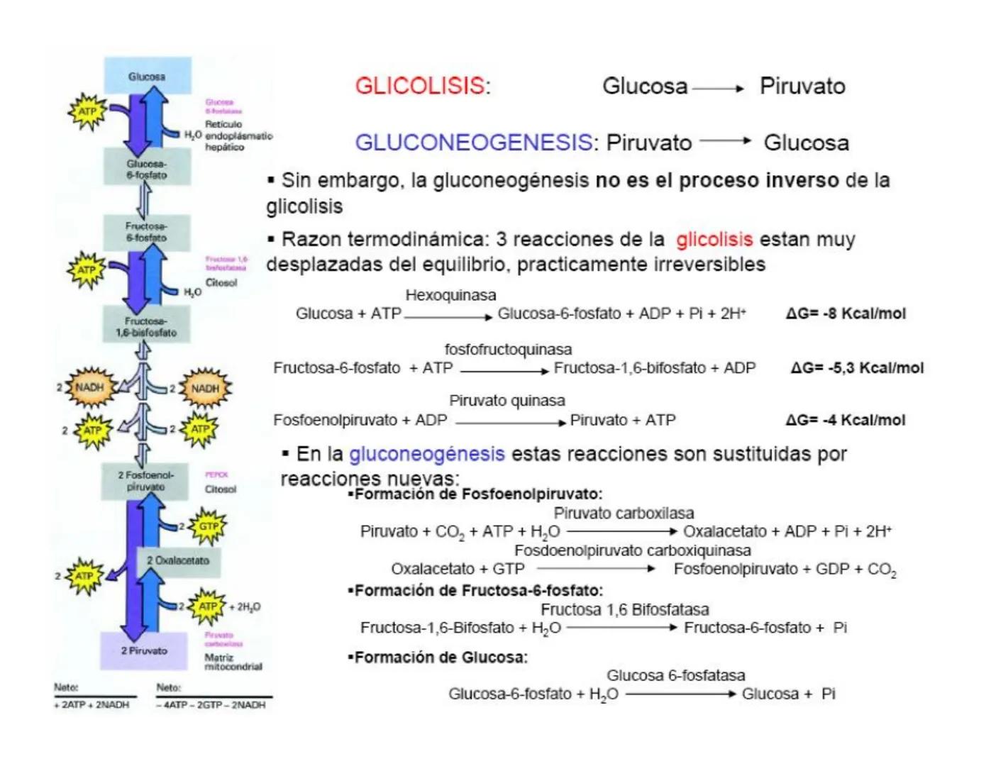 # Metabolismo de la Glucosa Proteínas Polisacáridos Lípidos
Aminoácidos Glucosa
1
Glicerol,
Acidos grasos
↓*
Piruvato
Acetil-CoA
2
Ci