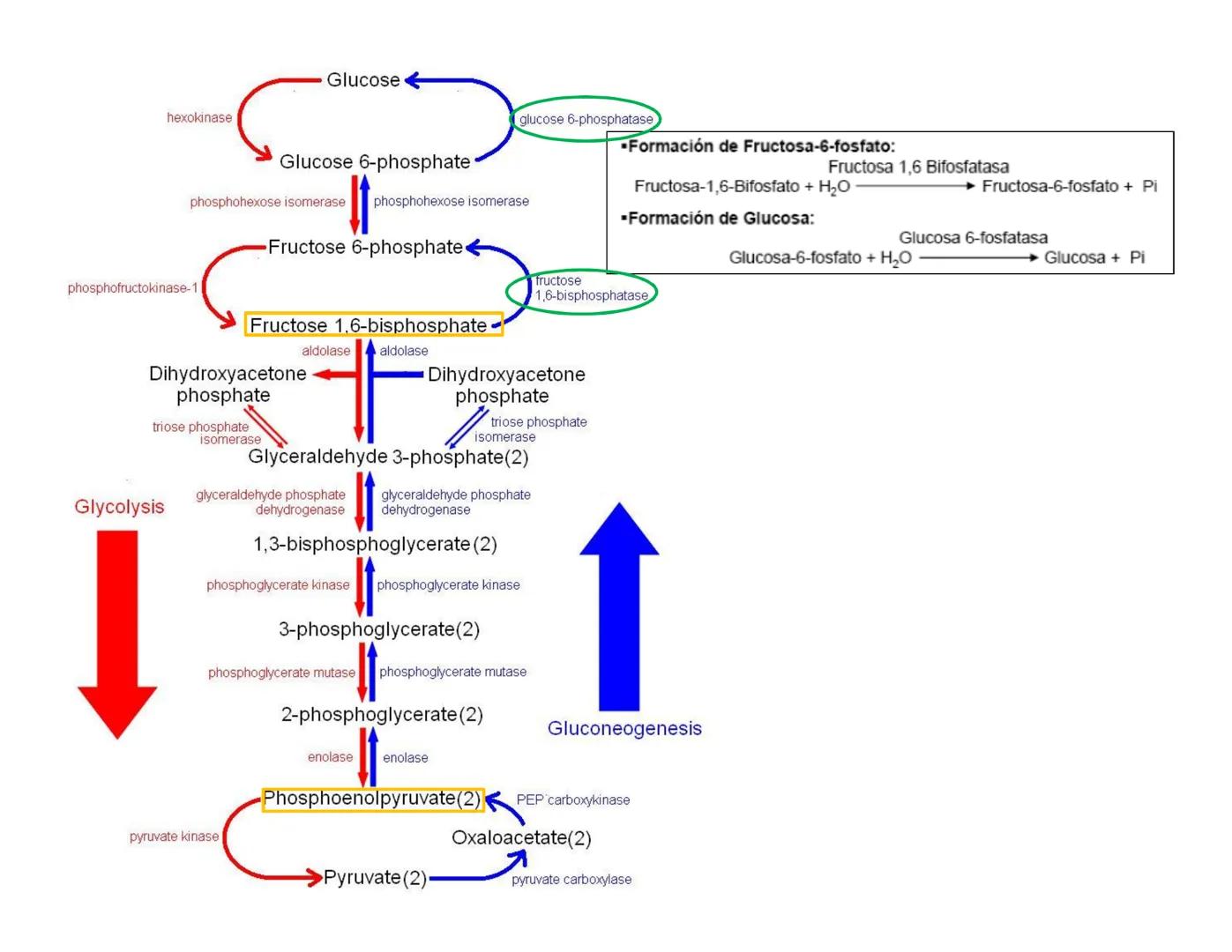 # Metabolismo de la Glucosa Proteínas Polisacáridos Lípidos
Aminoácidos Glucosa
1
Glicerol,
Acidos grasos
↓*
Piruvato
Acetil-CoA
2
Ci