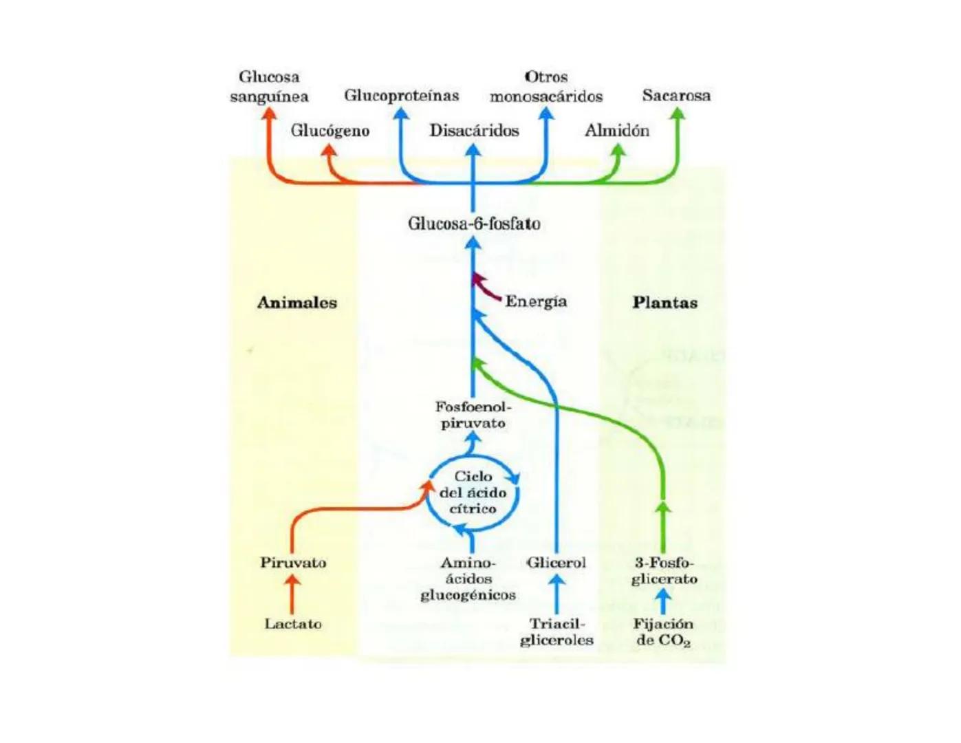 # Metabolismo de la Glucosa Proteínas Polisacáridos Lípidos
Aminoácidos Glucosa
1
Glicerol,
Acidos grasos
↓*
Piruvato
Acetil-CoA
2
Ci