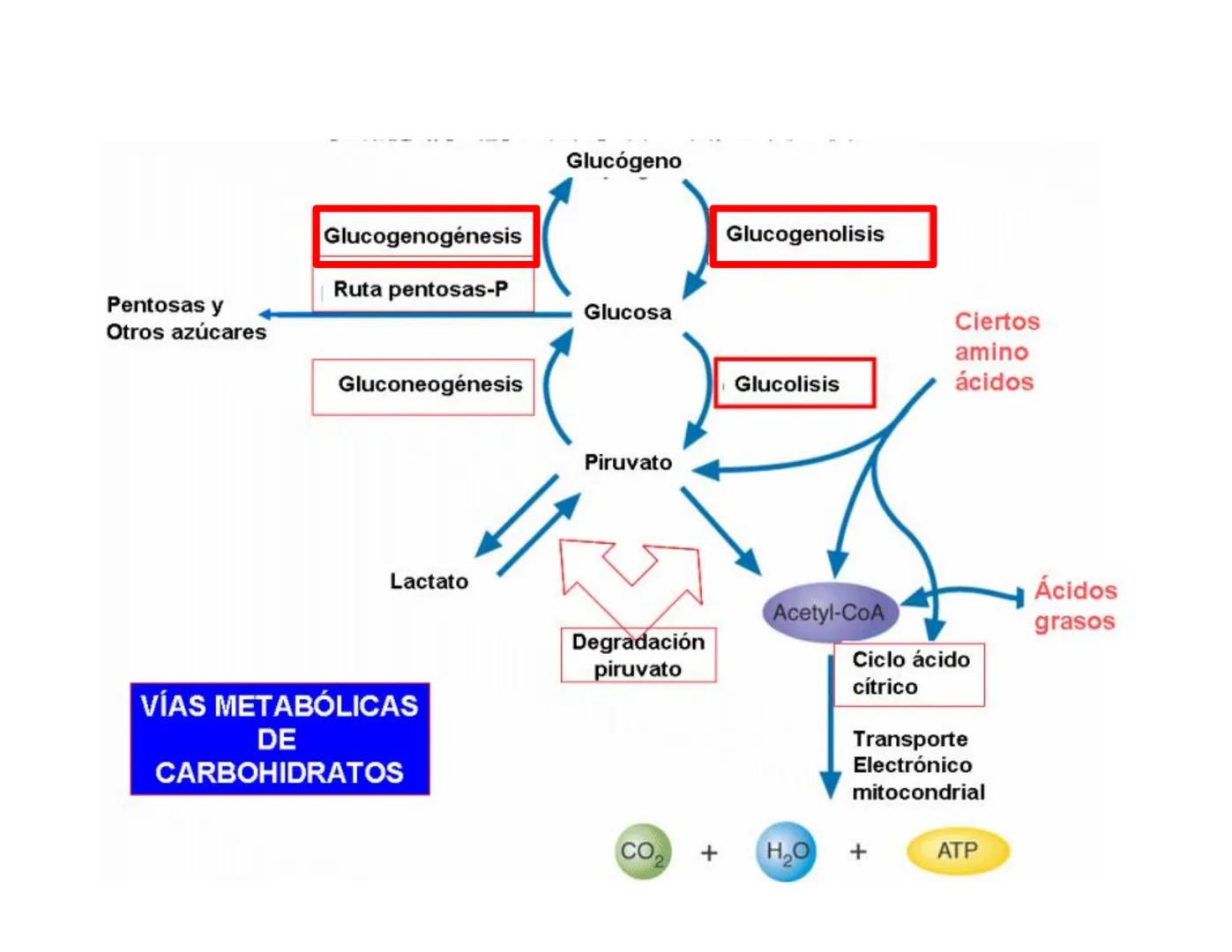 # Metabolismo de la Glucosa Proteínas Polisacáridos Lípidos
Aminoácidos Glucosa
1
Glicerol,
Acidos grasos
↓*
Piruvato
Acetil-CoA
2
Ci