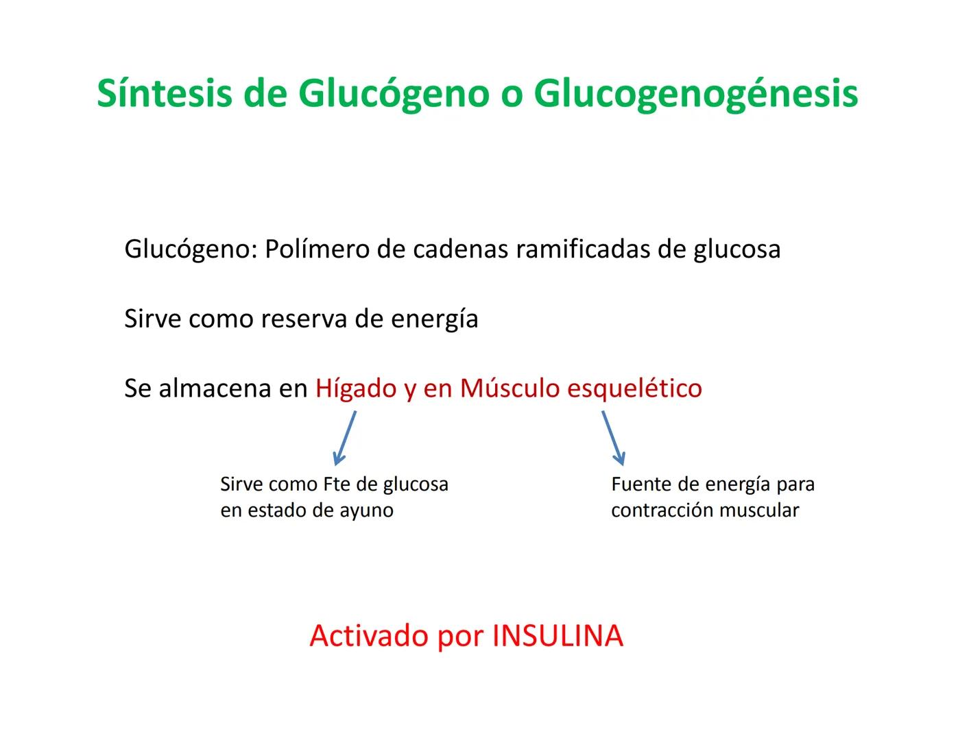 # Metabolismo de la Glucosa Proteínas Polisacáridos Lípidos
Aminoácidos Glucosa
1
Glicerol,
Acidos grasos
↓*
Piruvato
Acetil-CoA
2
Ci