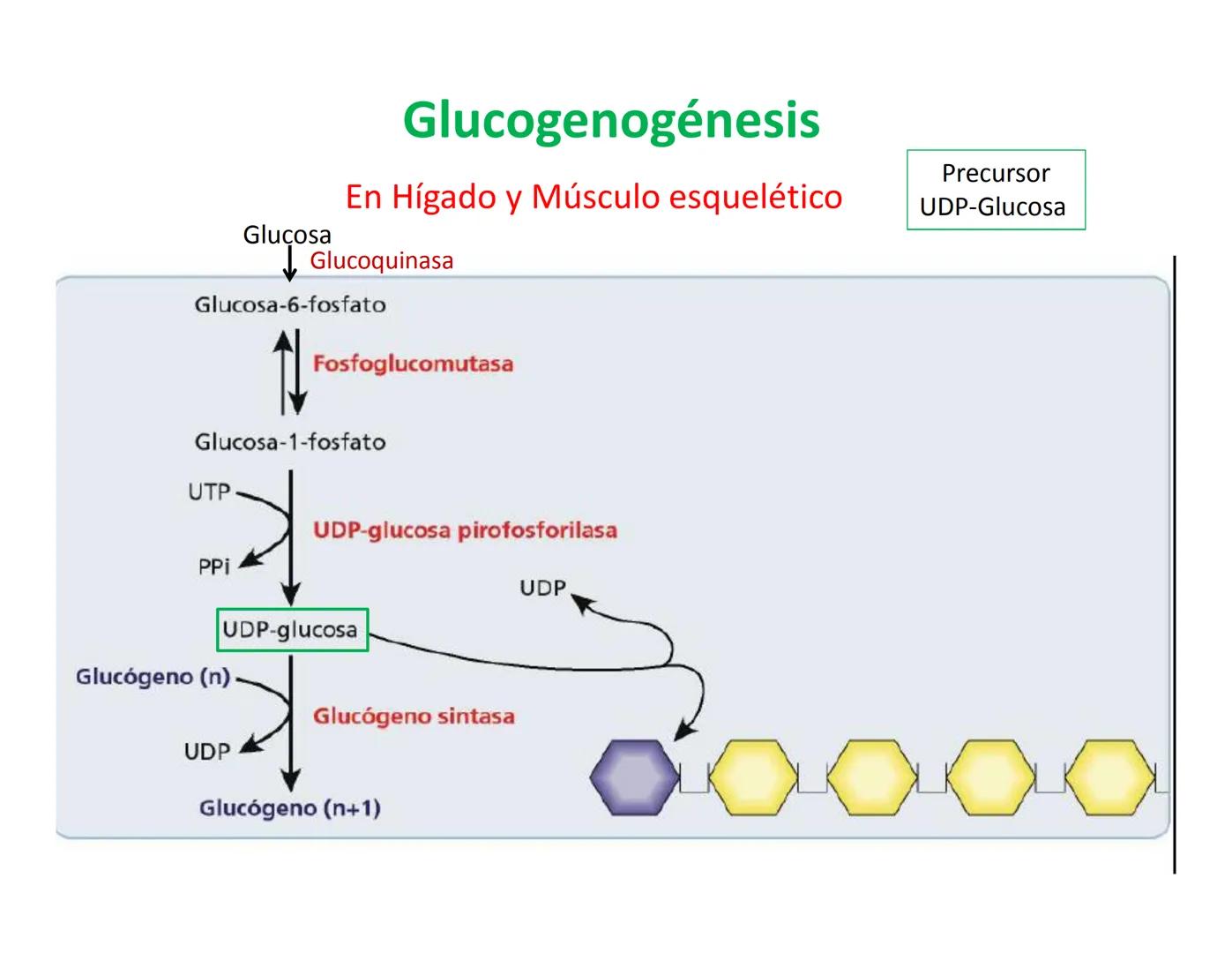 # Metabolismo de la Glucosa Proteínas Polisacáridos Lípidos
Aminoácidos Glucosa
1
Glicerol,
Acidos grasos
↓*
Piruvato
Acetil-CoA
2
Ci