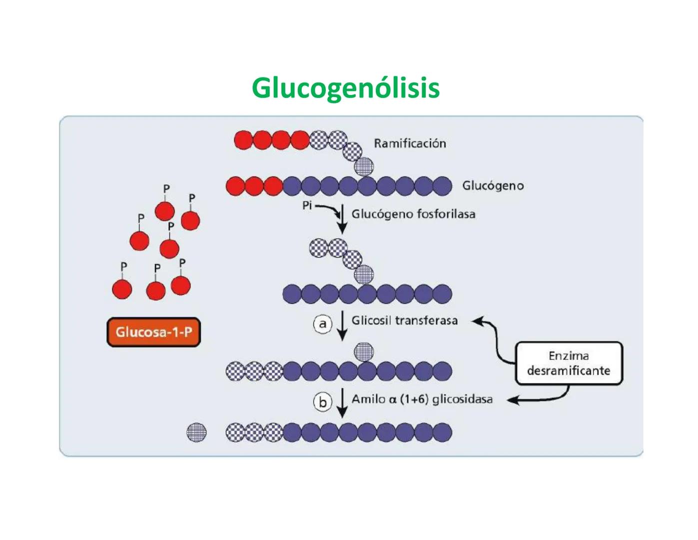 # Metabolismo de la Glucosa Proteínas Polisacáridos Lípidos
Aminoácidos Glucosa
1
Glicerol,
Acidos grasos
↓*
Piruvato
Acetil-CoA
2
Ci