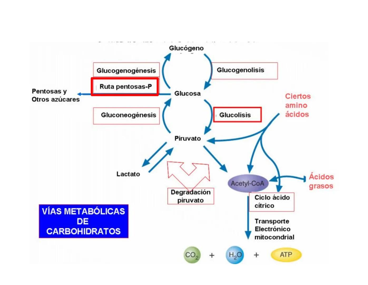 # Metabolismo de la Glucosa Proteínas Polisacáridos Lípidos
Aminoácidos Glucosa
1
Glicerol,
Acidos grasos
↓*
Piruvato
Acetil-CoA
2
Ci