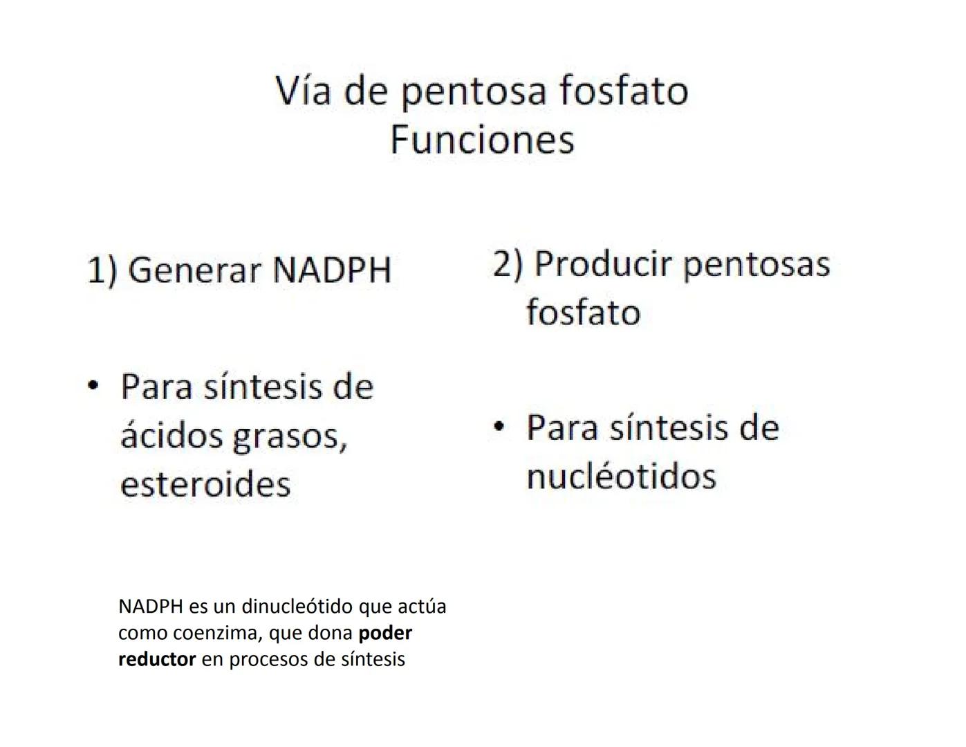 # Metabolismo de la Glucosa Proteínas Polisacáridos Lípidos
Aminoácidos Glucosa
1
Glicerol,
Acidos grasos
↓*
Piruvato
Acetil-CoA
2
Ci