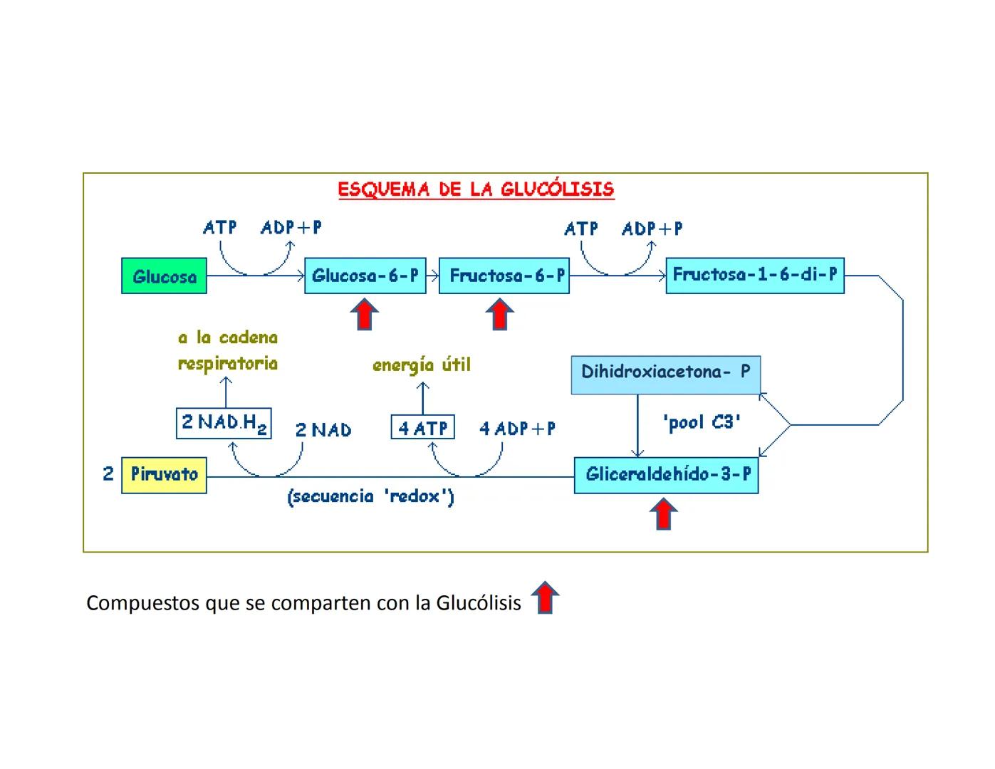 # Metabolismo de la Glucosa Proteínas Polisacáridos Lípidos
Aminoácidos Glucosa
1
Glicerol,
Acidos grasos
↓*
Piruvato
Acetil-CoA
2
Ci