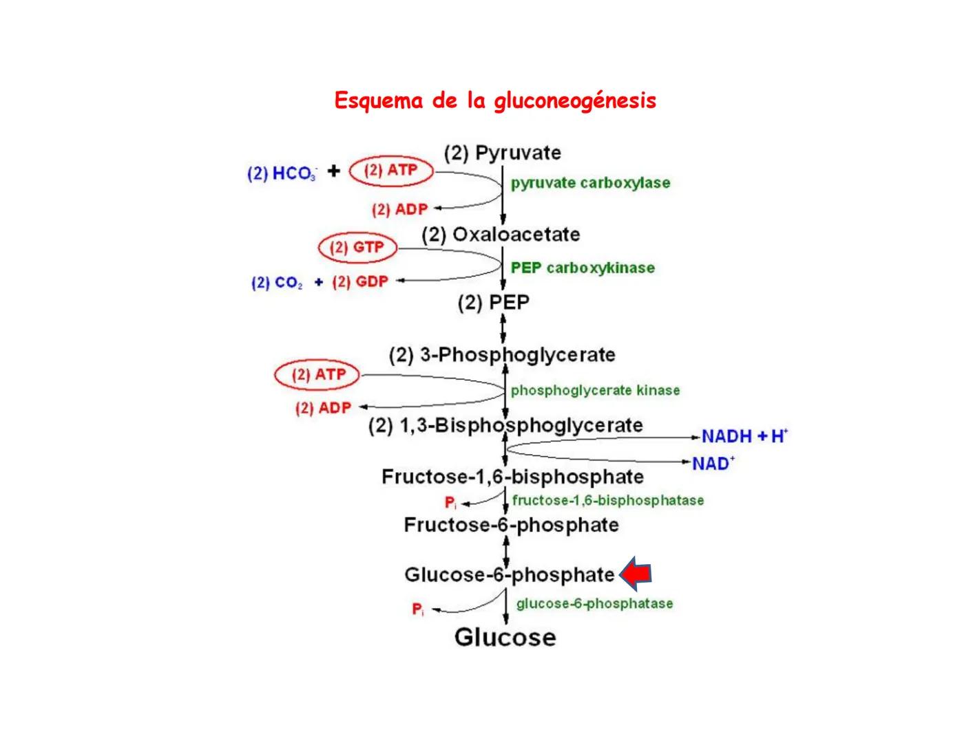 # Metabolismo de la Glucosa Proteínas Polisacáridos Lípidos
Aminoácidos Glucosa
1
Glicerol,
Acidos grasos
↓*
Piruvato
Acetil-CoA
2
Ci