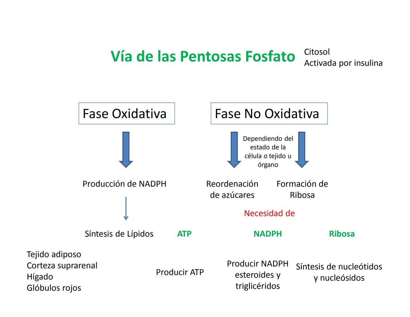 # Metabolismo de la Glucosa Proteínas Polisacáridos Lípidos
Aminoácidos Glucosa
1
Glicerol,
Acidos grasos
↓*
Piruvato
Acetil-CoA
2
Ci