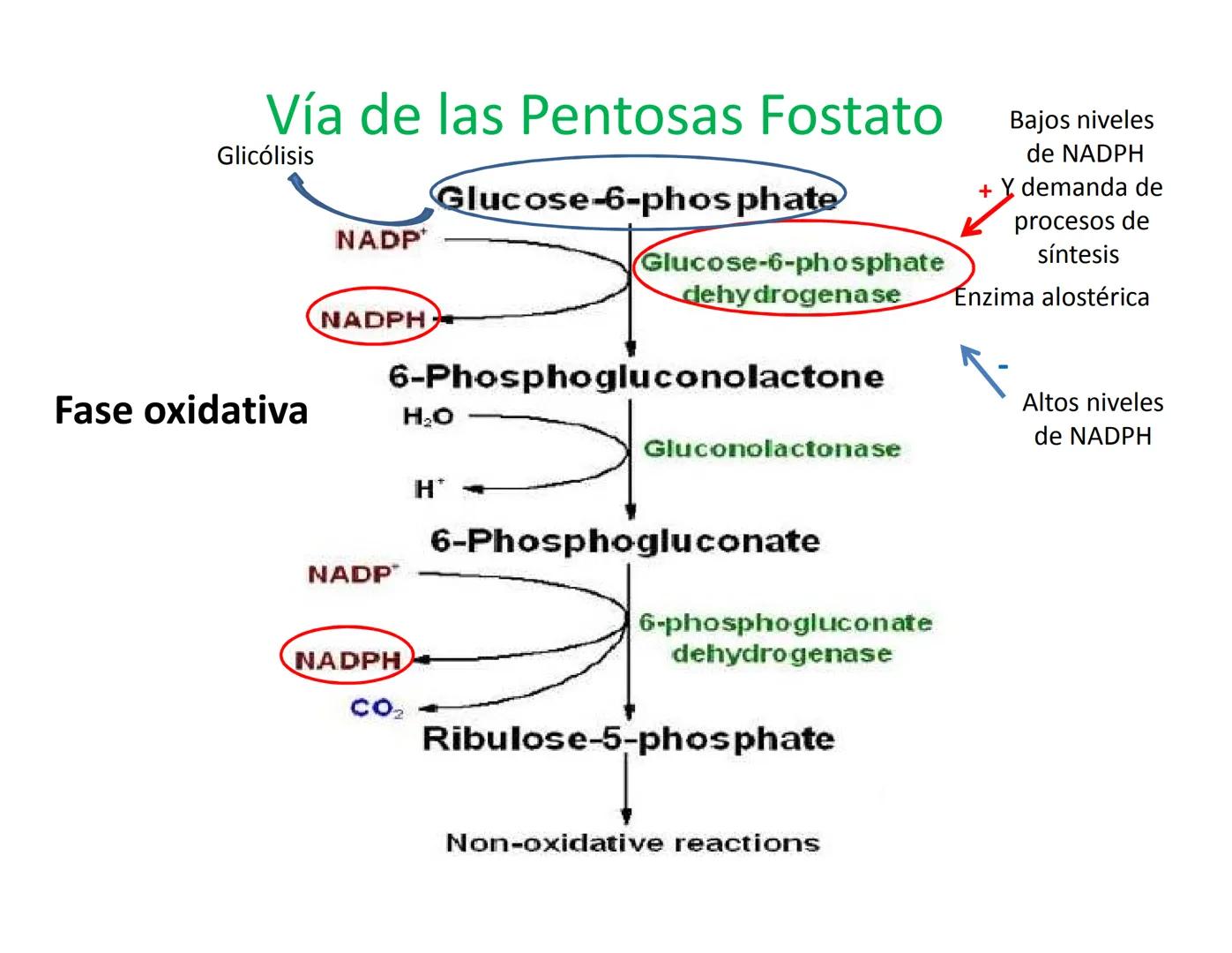 # Metabolismo de la Glucosa Proteínas Polisacáridos Lípidos
Aminoácidos Glucosa
1
Glicerol,
Acidos grasos
↓*
Piruvato
Acetil-CoA
2
Ci