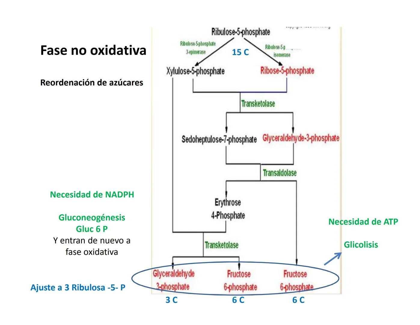 # Metabolismo de la Glucosa Proteínas Polisacáridos Lípidos
Aminoácidos Glucosa
1
Glicerol,
Acidos grasos
↓*
Piruvato
Acetil-CoA
2
Ci