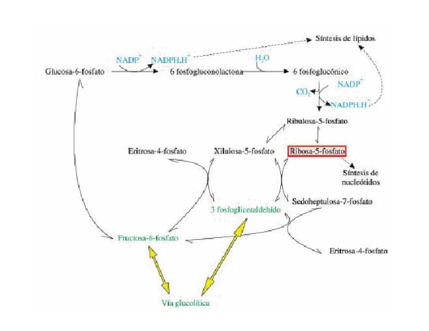 # Metabolismo de la Glucosa Proteínas Polisacáridos Lípidos
Aminoácidos Glucosa
1
Glicerol,
Acidos grasos
↓*
Piruvato
Acetil-CoA
2
Ci