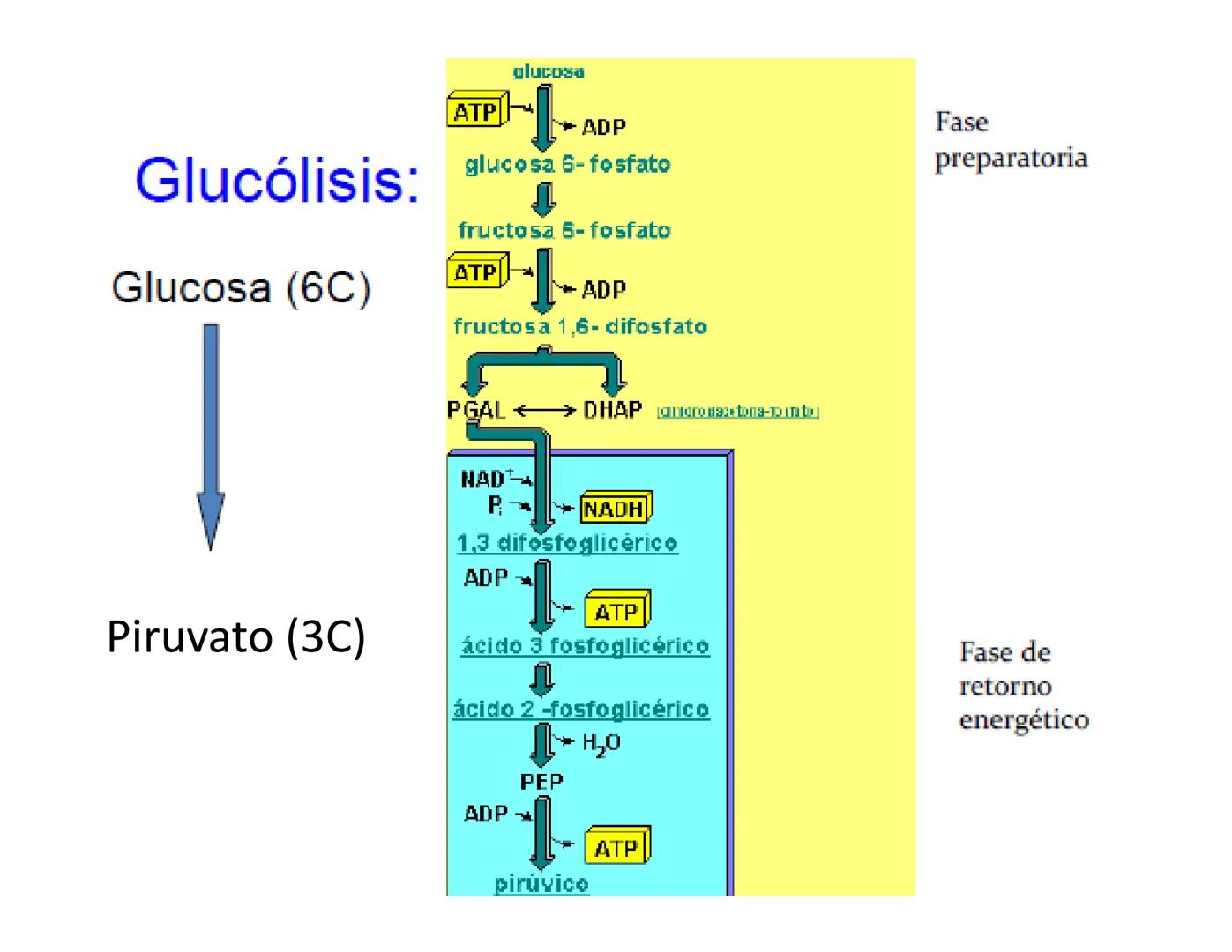 # Metabolismo de la Glucosa Proteínas Polisacáridos Lípidos
Aminoácidos Glucosa
1
Glicerol,
Acidos grasos
↓*
Piruvato
Acetil-CoA
2
Ci