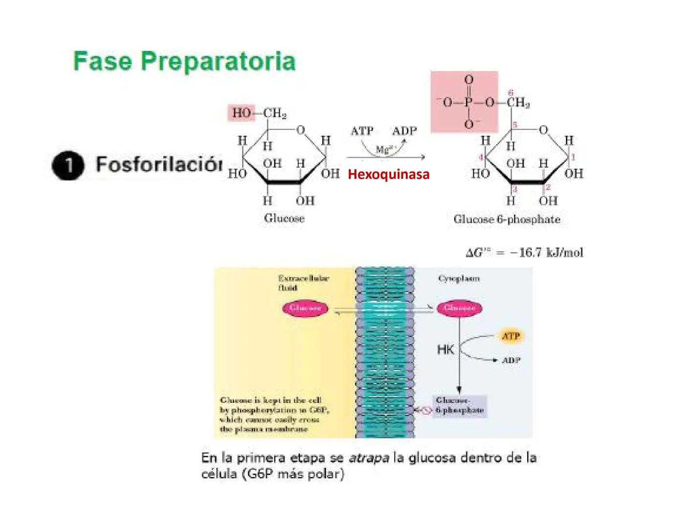 # Metabolismo de la Glucosa Proteínas Polisacáridos Lípidos
Aminoácidos Glucosa
1
Glicerol,
Acidos grasos
↓*
Piruvato
Acetil-CoA
2
Ci
