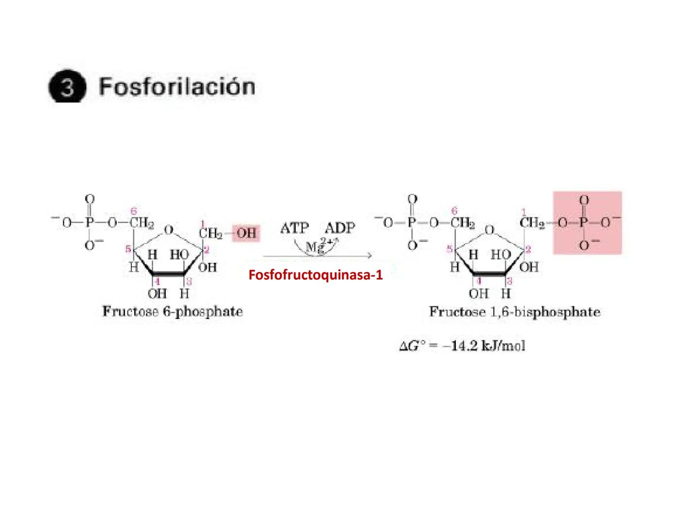 # Metabolismo de la Glucosa Proteínas Polisacáridos Lípidos
Aminoácidos Glucosa
1
Glicerol,
Acidos grasos
↓*
Piruvato
Acetil-CoA
2
Ci