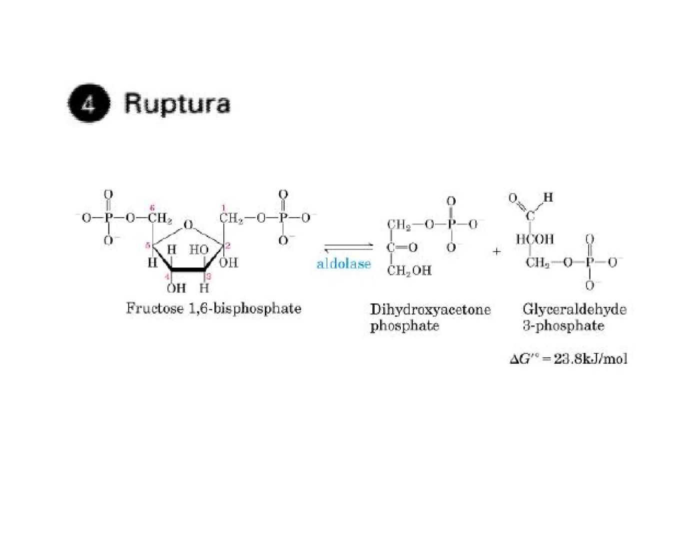 # Metabolismo de la Glucosa Proteínas Polisacáridos Lípidos
Aminoácidos Glucosa
1
Glicerol,
Acidos grasos
↓*
Piruvato
Acetil-CoA
2
Ci