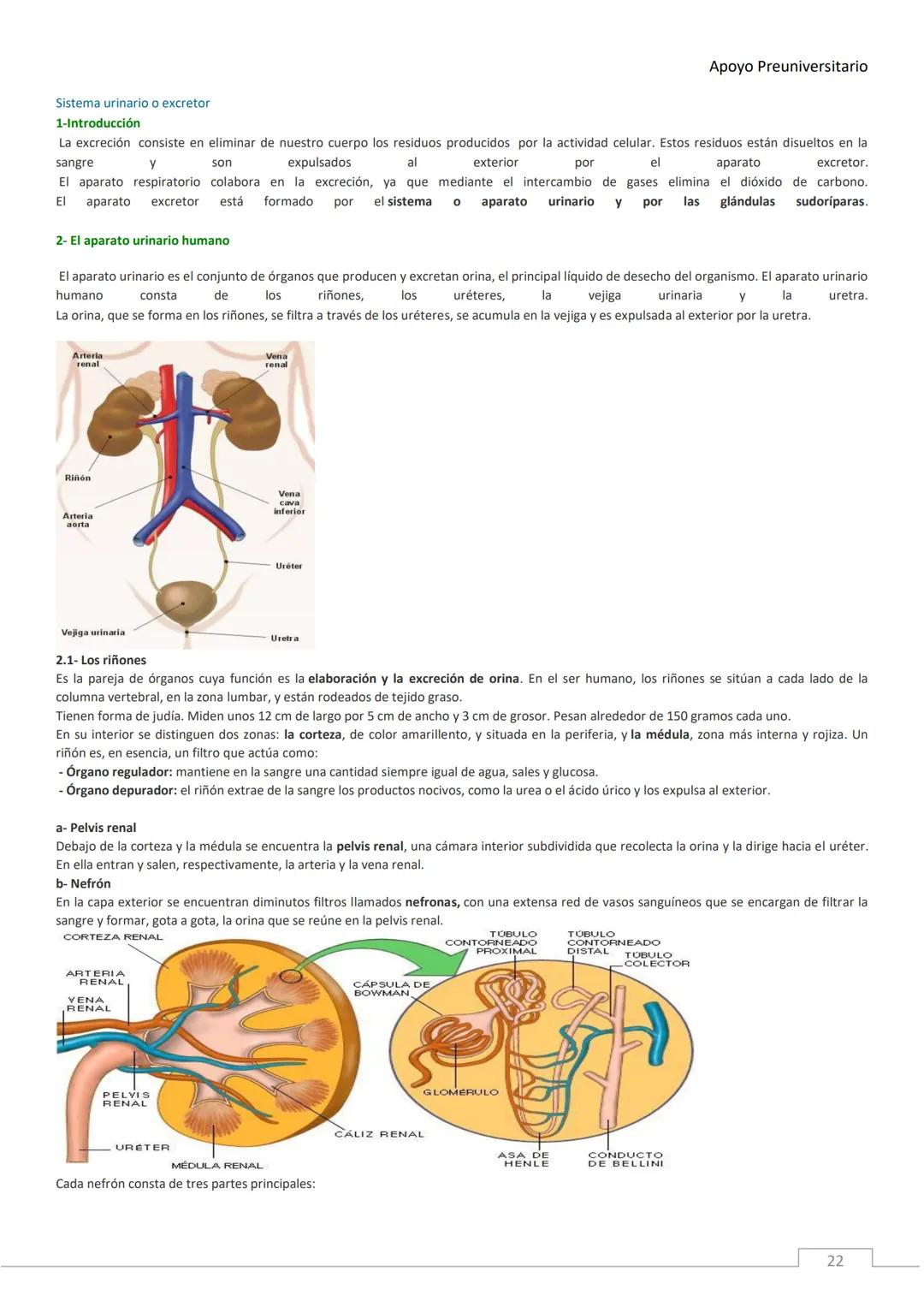 APOYO PRE-
UNIVERSITARIO
ENFERMERÍA
2020-2021
MORFOFISIOLOGÍA
Profesora Díaz Yamila Apoyo Preuniversitario
CONTENIDOS:
La célula, unidad