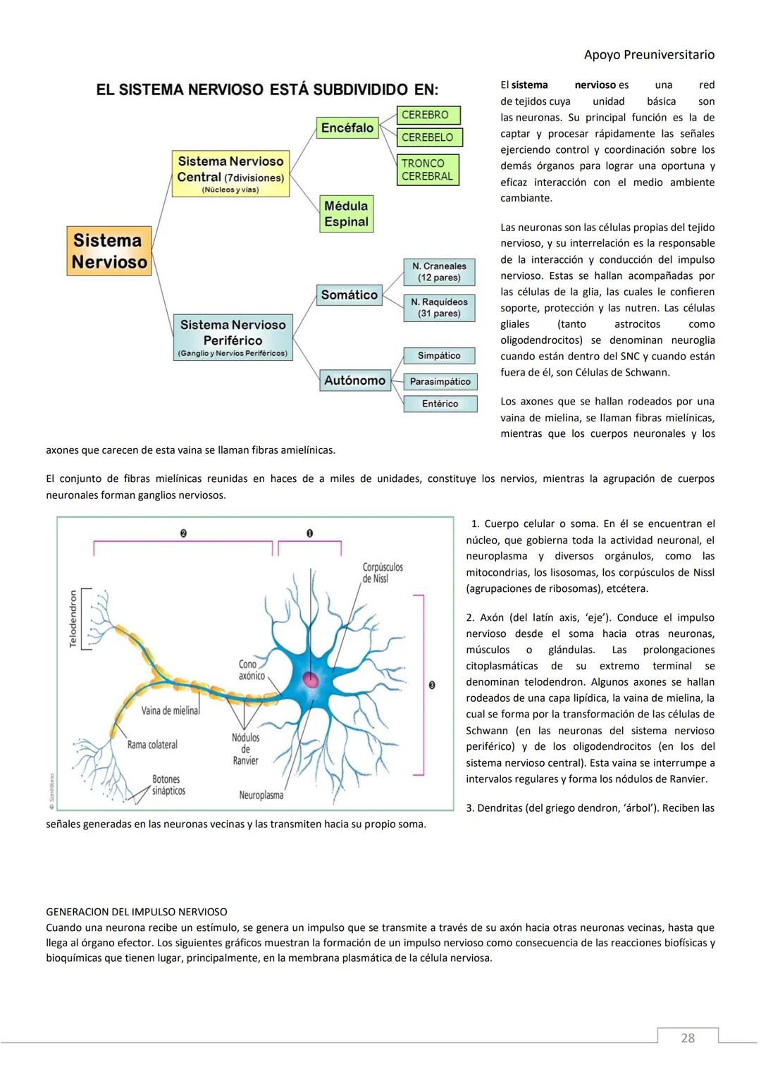 APOYO PRE-
UNIVERSITARIO
ENFERMERÍA
2020-2021
MORFOFISIOLOGÍA
Profesora Díaz Yamila Apoyo Preuniversitario
CONTENIDOS:
La célula, unidad