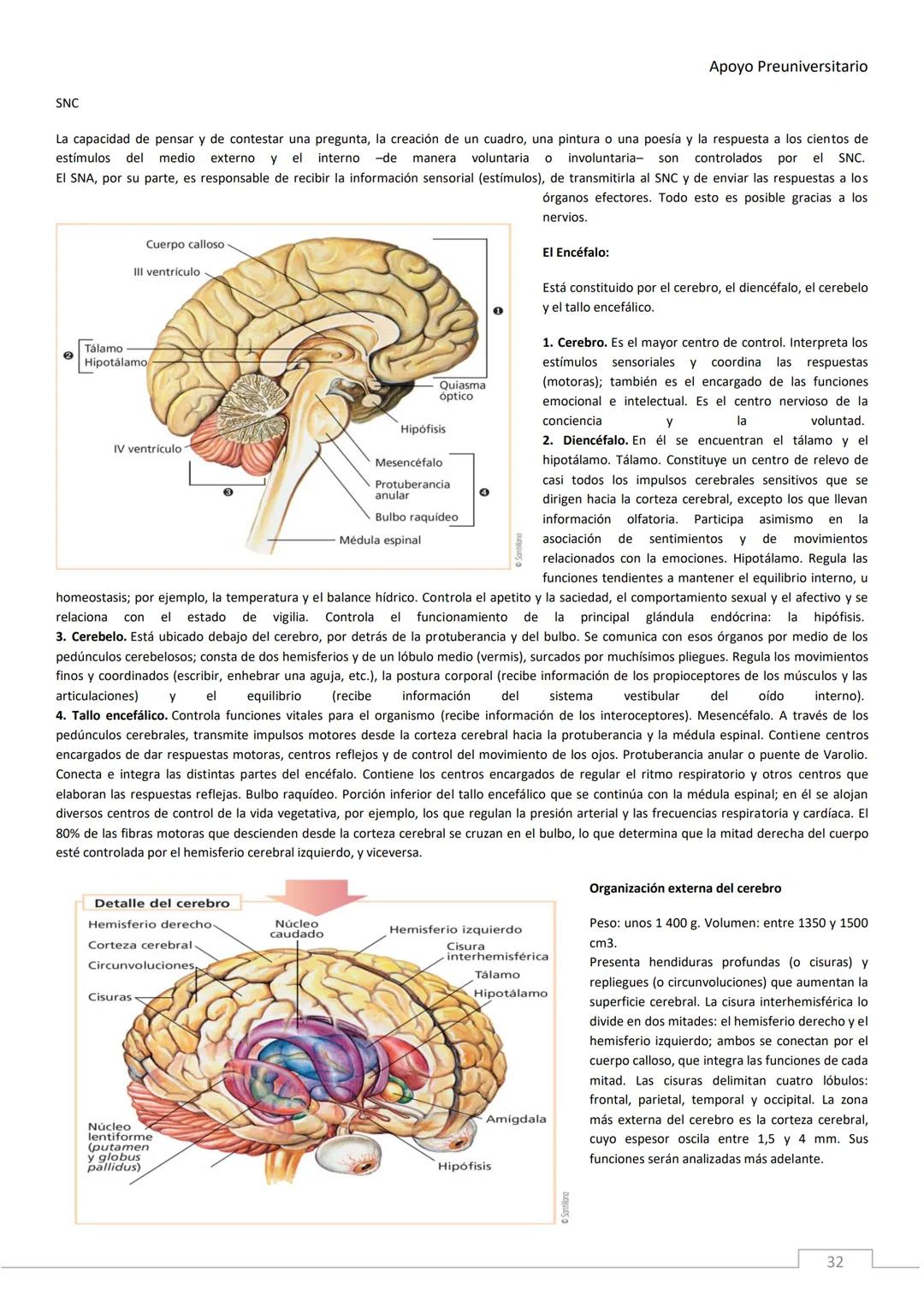 APOYO PRE-
UNIVERSITARIO
ENFERMERÍA
2020-2021
MORFOFISIOLOGÍA
Profesora Díaz Yamila Apoyo Preuniversitario
CONTENIDOS:
La célula, unidad