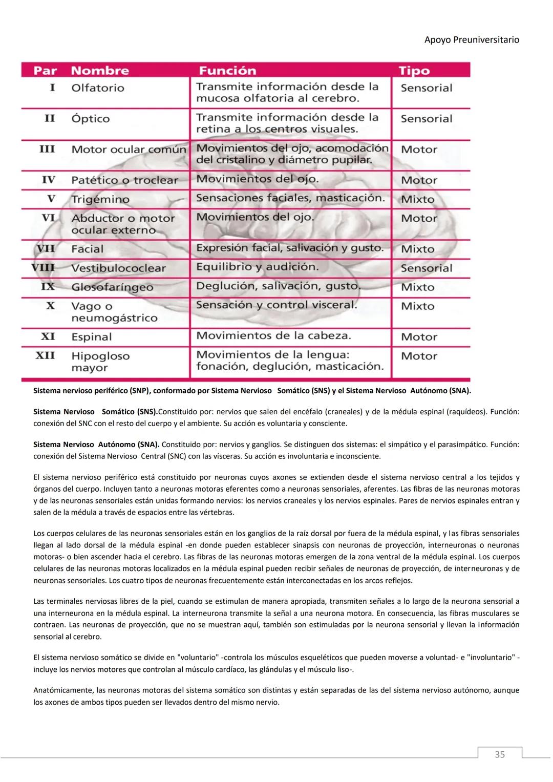 APOYO PRE-
UNIVERSITARIO
ENFERMERÍA
2020-2021
MORFOFISIOLOGÍA
Profesora Díaz Yamila Apoyo Preuniversitario
CONTENIDOS:
La célula, unidad