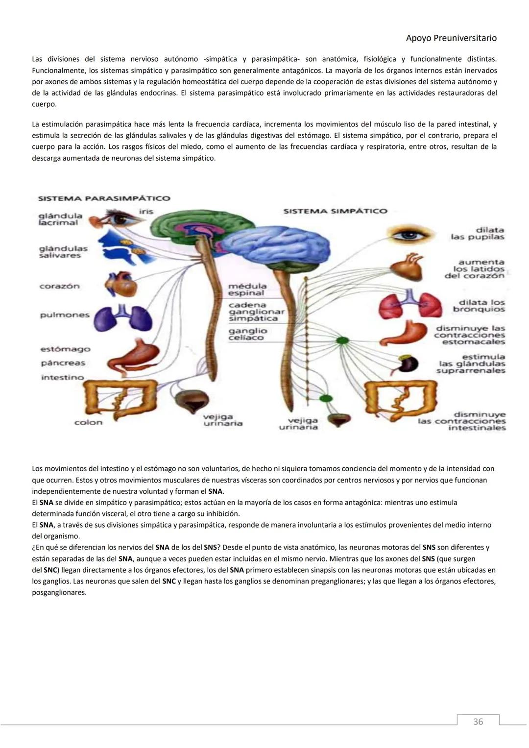 APOYO PRE-
UNIVERSITARIO
ENFERMERÍA
2020-2021
MORFOFISIOLOGÍA
Profesora Díaz Yamila Apoyo Preuniversitario
CONTENIDOS:
La célula, unidad