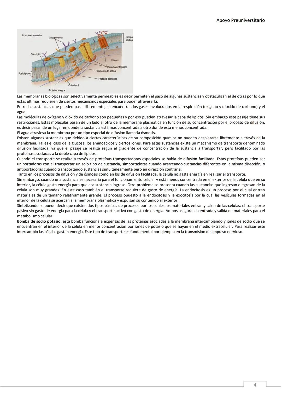 APOYO PRE-
UNIVERSITARIO
ENFERMERÍA
2020-2021
MORFOFISIOLOGÍA
Profesora Díaz Yamila Apoyo Preuniversitario
CONTENIDOS:
La célula, unidad