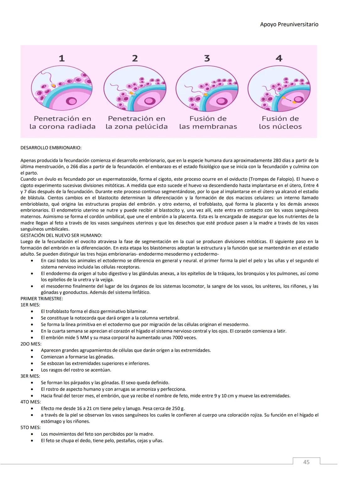 APOYO PRE-
UNIVERSITARIO
ENFERMERÍA
2020-2021
MORFOFISIOLOGÍA
Profesora Díaz Yamila Apoyo Preuniversitario
CONTENIDOS:
La célula, unidad