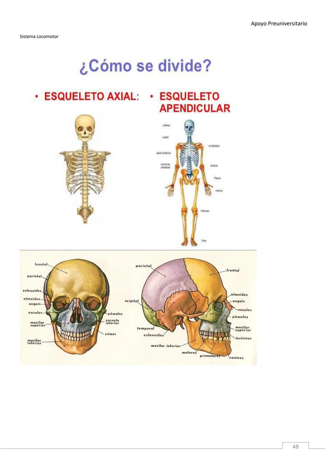 APOYO PRE-
UNIVERSITARIO
ENFERMERÍA
2020-2021
MORFOFISIOLOGÍA
Profesora Díaz Yamila Apoyo Preuniversitario
CONTENIDOS:
La célula, unidad