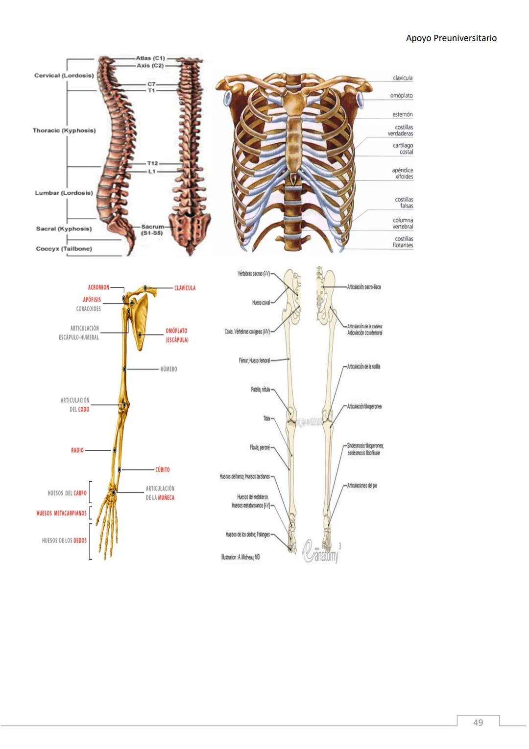 APOYO PRE-
UNIVERSITARIO
ENFERMERÍA
2020-2021
MORFOFISIOLOGÍA
Profesora Díaz Yamila Apoyo Preuniversitario
CONTENIDOS:
La célula, unidad