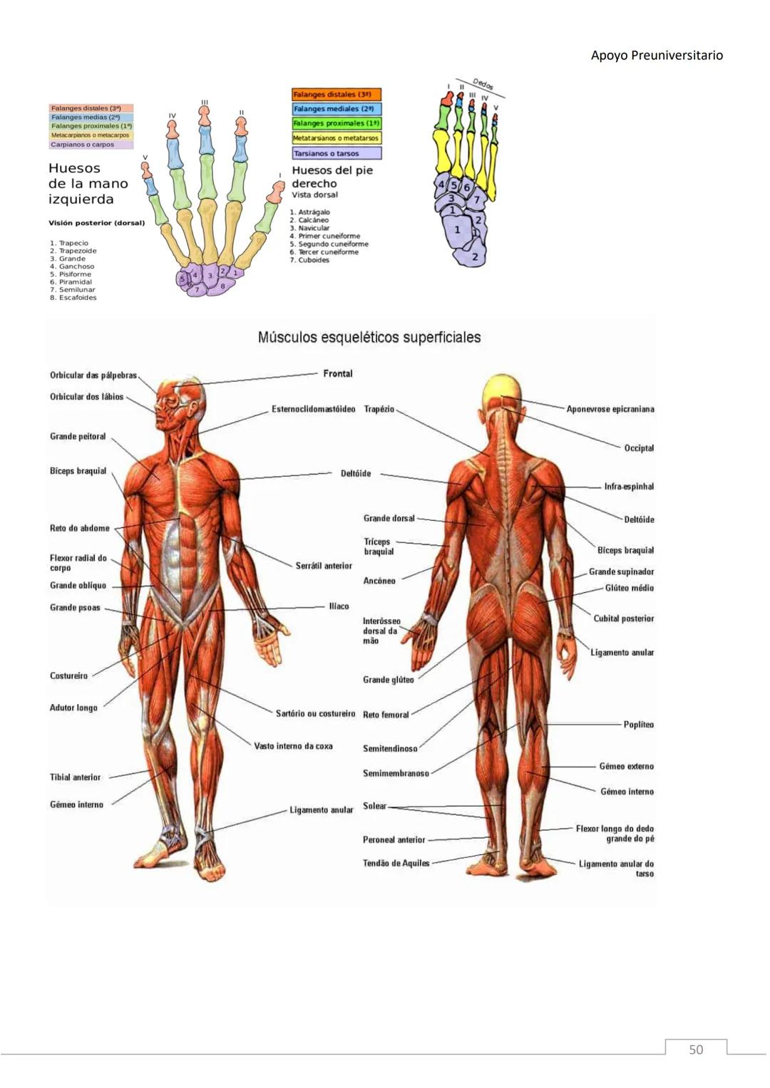 APOYO PRE-
UNIVERSITARIO
ENFERMERÍA
2020-2021
MORFOFISIOLOGÍA
Profesora Díaz Yamila Apoyo Preuniversitario
CONTENIDOS:
La célula, unidad