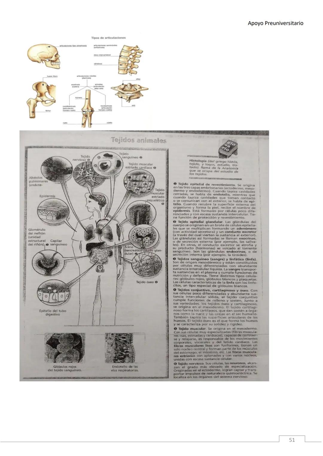 APOYO PRE-
UNIVERSITARIO
ENFERMERÍA
2020-2021
MORFOFISIOLOGÍA
Profesora Díaz Yamila Apoyo Preuniversitario
CONTENIDOS:
La célula, unidad
