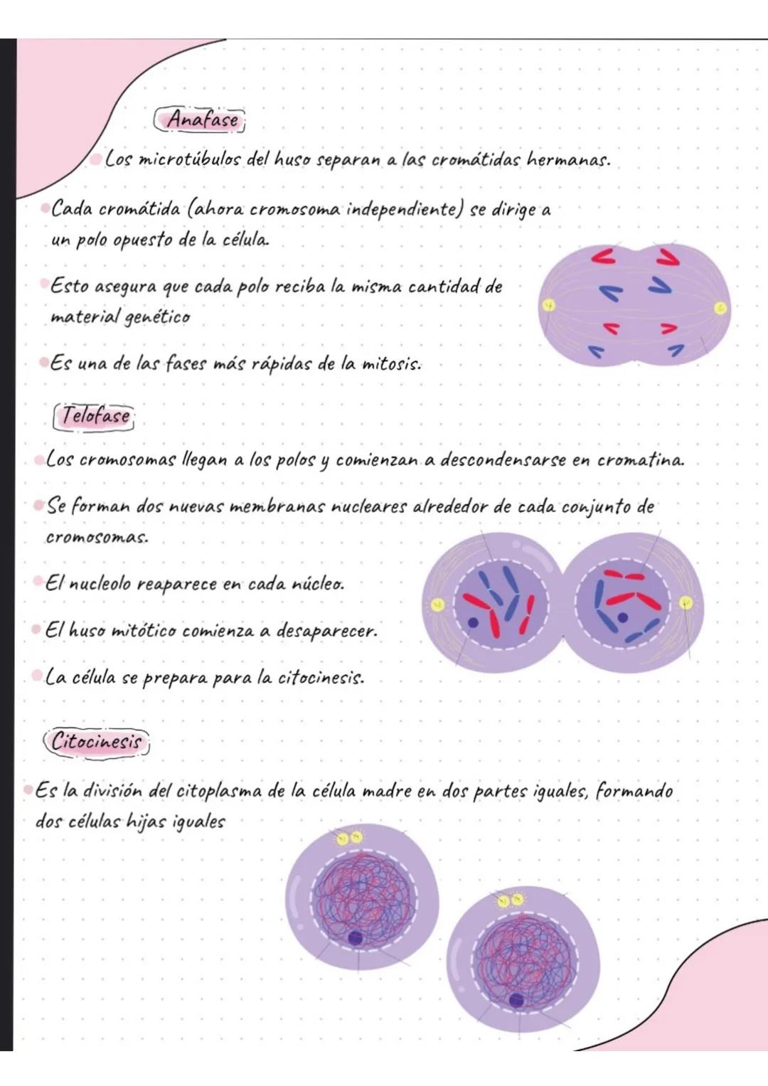 # La célula
¿Que es la célula?
La célula es la unidad más pequeña de la vida. La célula están formadas por organelas
En ella existen dos t