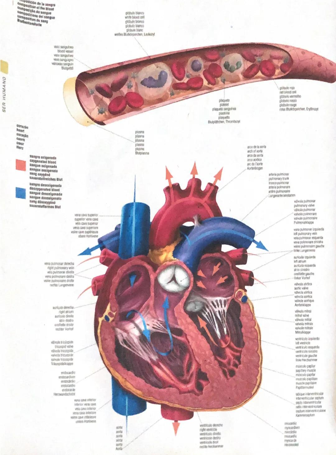 SER HUMAND
ción de la sanpre
dange
blood vessel
vaso sanguised
Hulgea
corazón
heart
coraçãs
ceare
sangra oxigenada
oxygenated blood
sanq