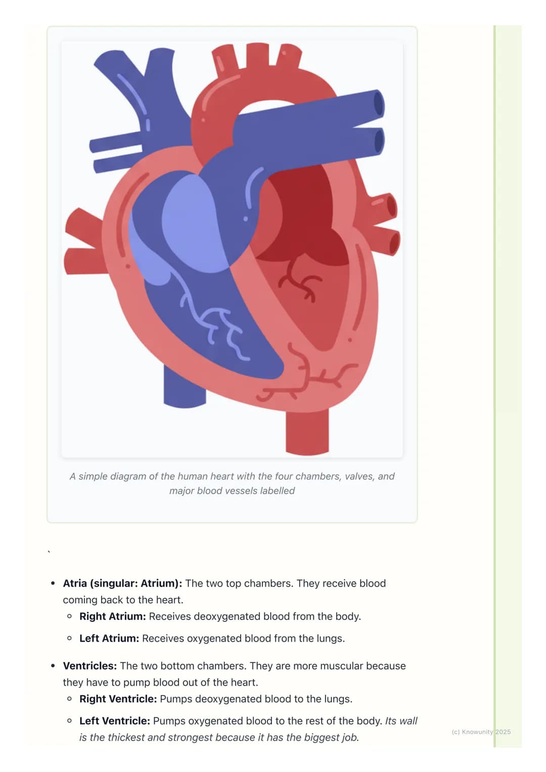 # Circulatory System
What is the circulatory system?
The circulatory system is like the body's transport network. Its main job is to
move