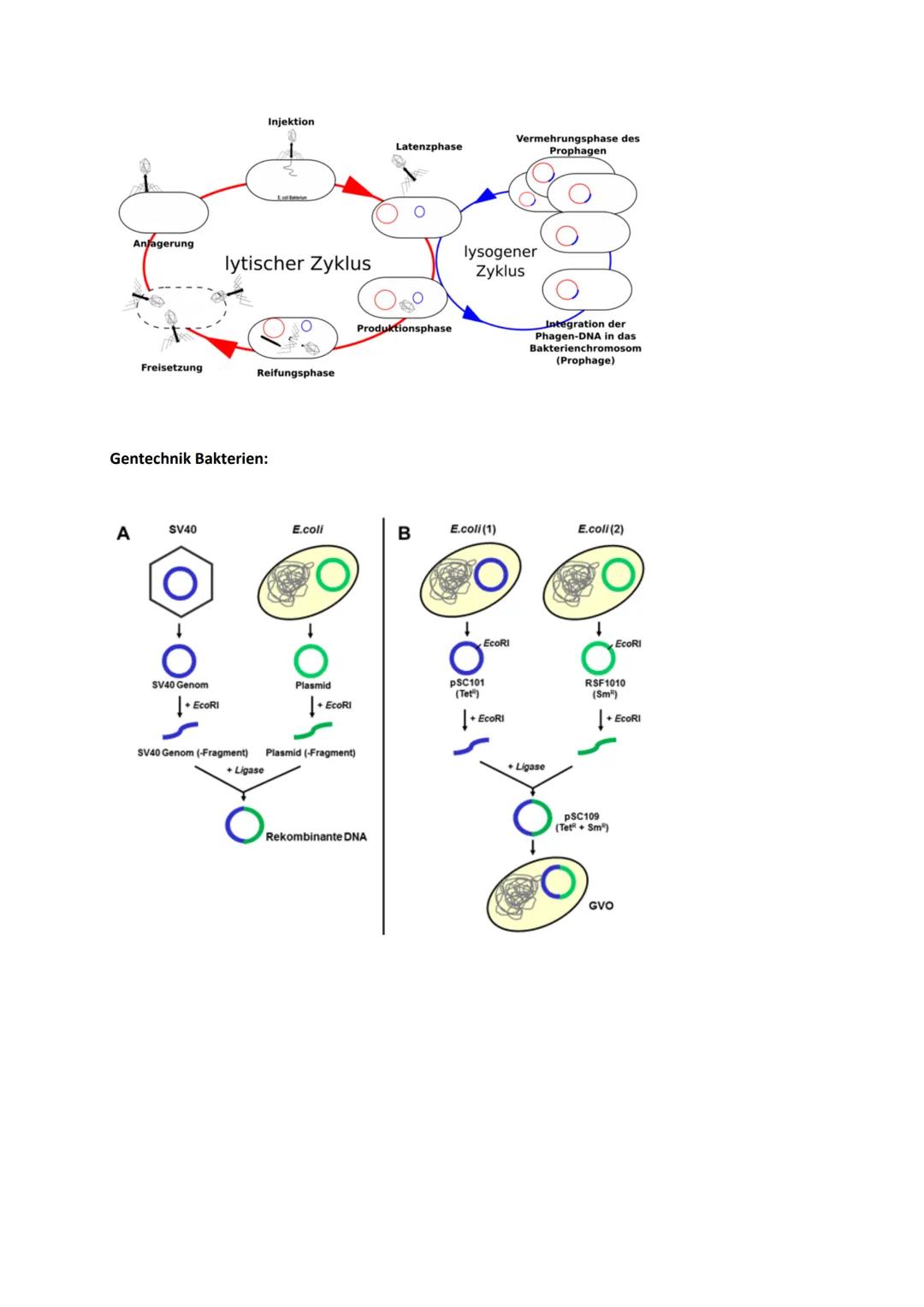 # Genetik
Begriffe Genetik:
Allel
Autosomen
Bakteriophagen
Codieren für etw.
Crossing-over
denaturieren
Dihybrider Erbgang
diploid