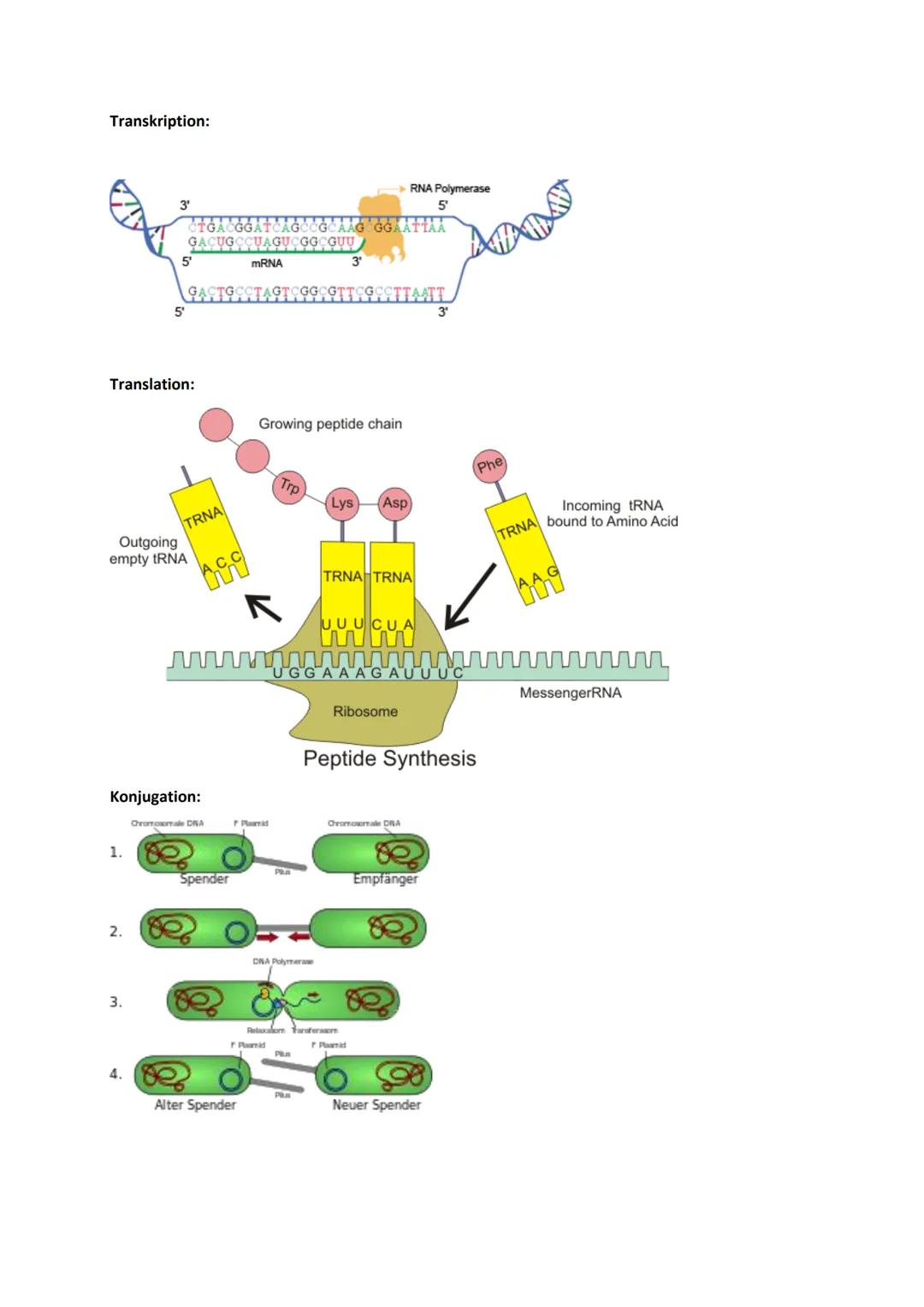 # Genetik
Begriffe Genetik:
Allel
Autosomen
Bakteriophagen
Codieren für etw.
Crossing-over
denaturieren
Dihybrider Erbgang
diploid