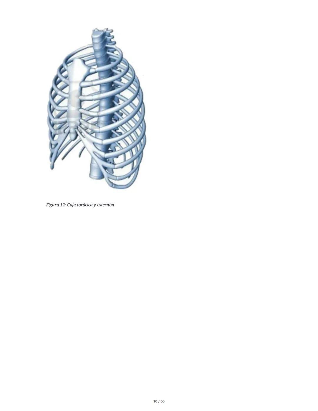 Anatomía Funcional - Resumen Integral
1. Introducción y Generalidades
El estudio de la anatomía funcional es fundamental para comprender la