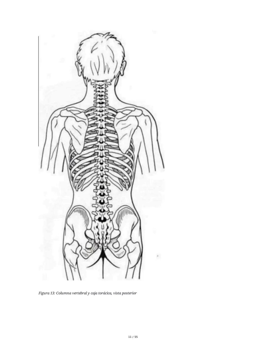 Anatomía Funcional - Resumen Integral
1. Introducción y Generalidades
El estudio de la anatomía funcional es fundamental para comprender la