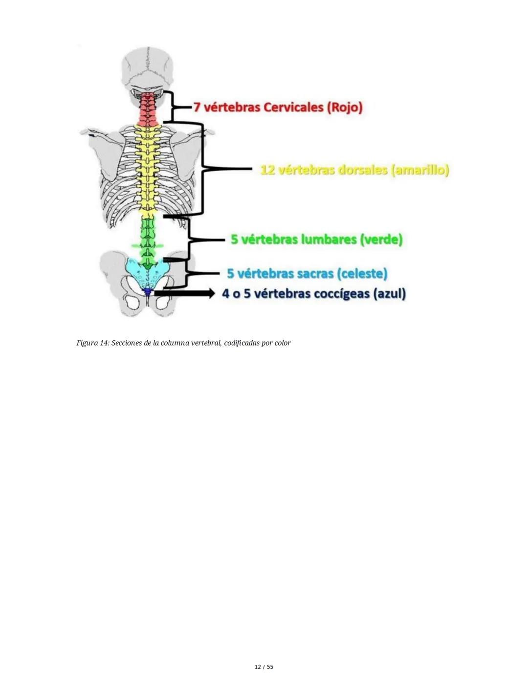 Anatomía Funcional - Resumen Integral
1. Introducción y Generalidades
El estudio de la anatomía funcional es fundamental para comprender la