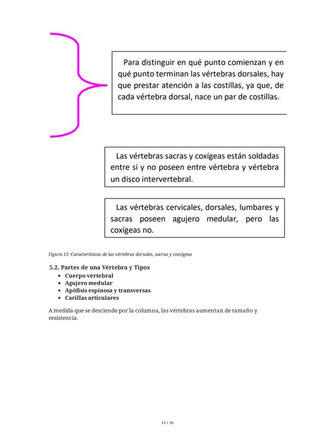 Anatomía Funcional - Resumen Integral
1. Introducción y Generalidades
El estudio de la anatomía funcional es fundamental para comprender la