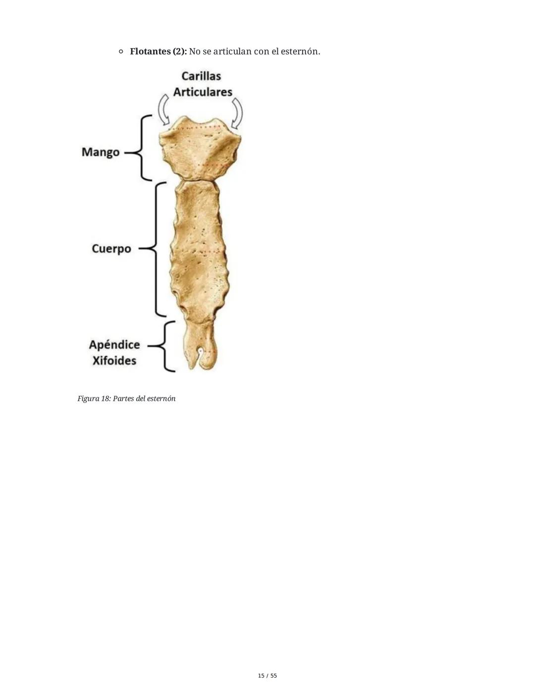 Anatomía Funcional - Resumen Integral
1. Introducción y Generalidades
El estudio de la anatomía funcional es fundamental para comprender la