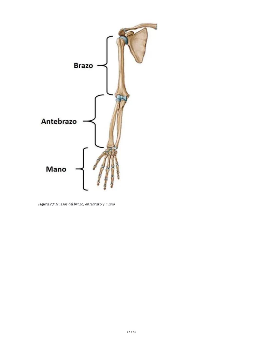 Anatomía Funcional - Resumen Integral
1. Introducción y Generalidades
El estudio de la anatomía funcional es fundamental para comprender la