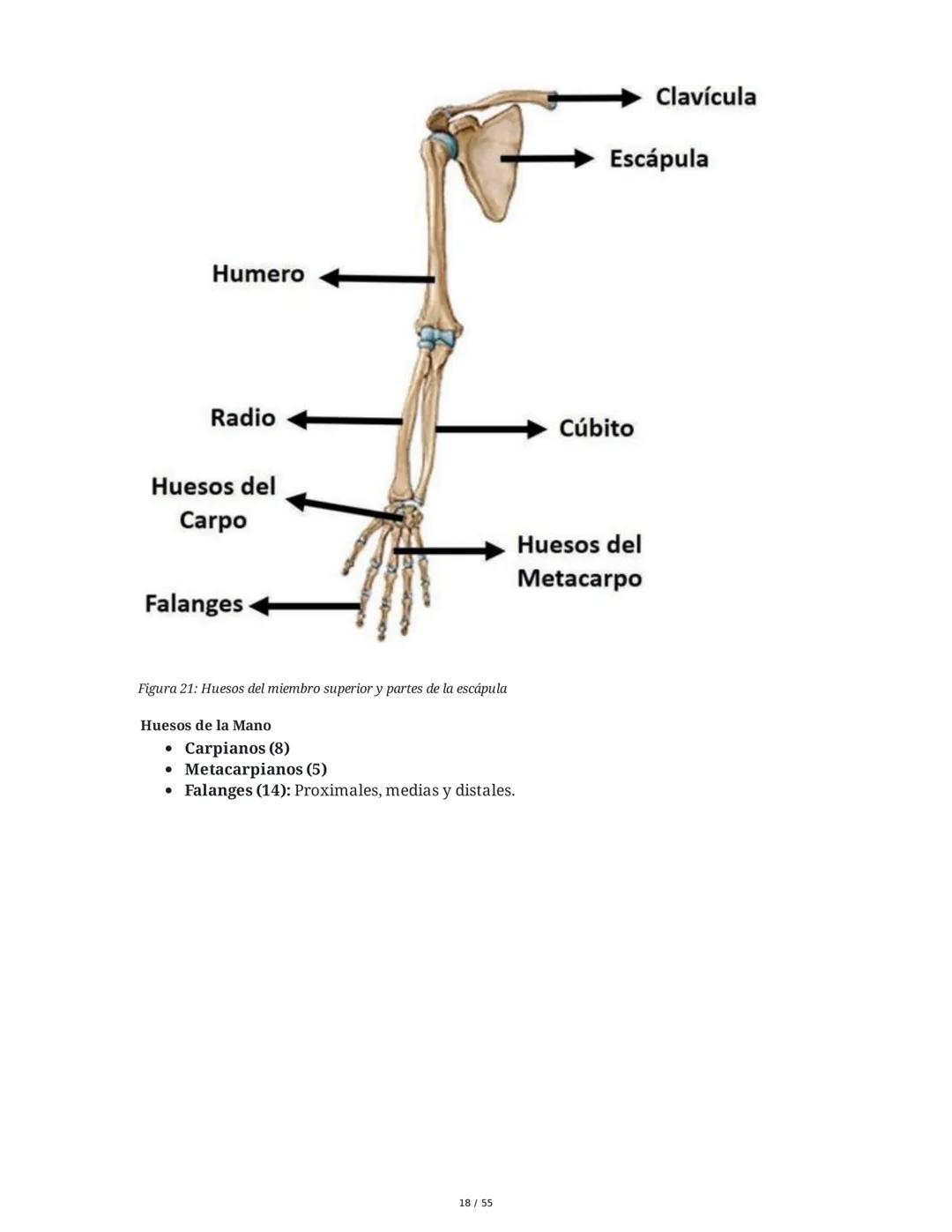 Anatomía Funcional - Resumen Integral
1. Introducción y Generalidades
El estudio de la anatomía funcional es fundamental para comprender la