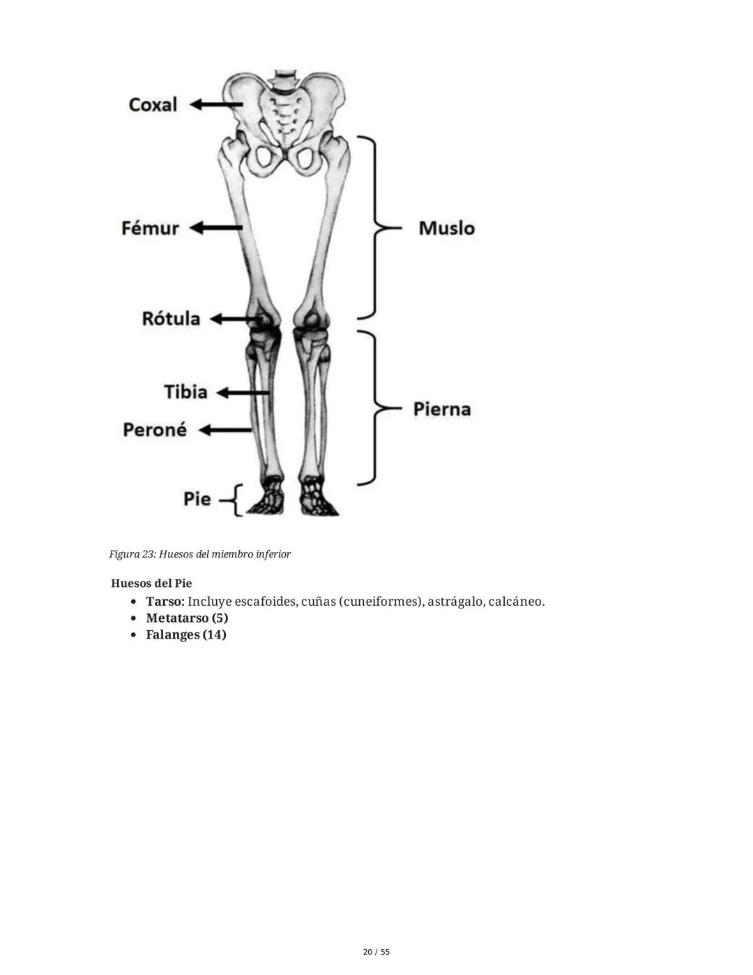 Anatomía Funcional - Resumen Integral
1. Introducción y Generalidades
El estudio de la anatomía funcional es fundamental para comprender la