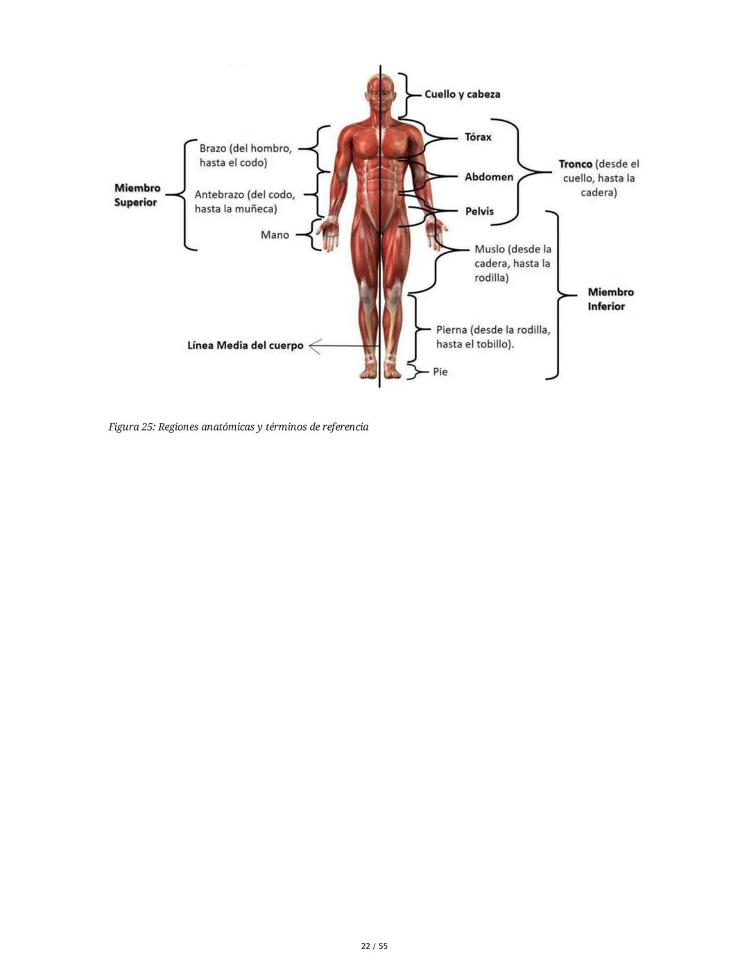 Anatomía Funcional - Resumen Integral
1. Introducción y Generalidades
El estudio de la anatomía funcional es fundamental para comprender la