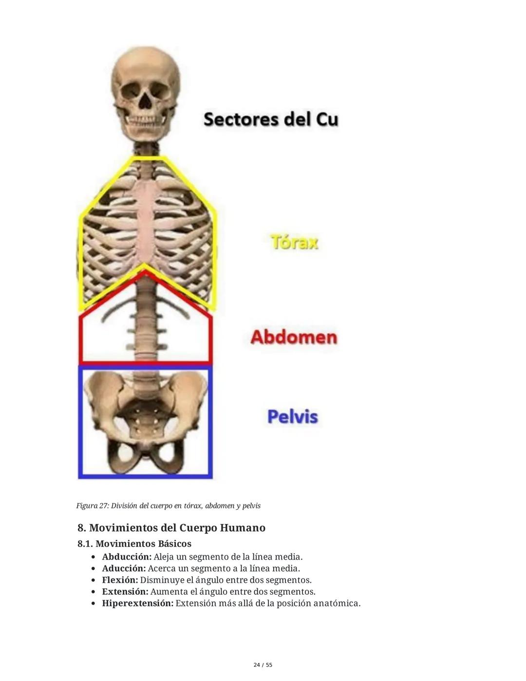 Anatomía Funcional - Resumen Integral
1. Introducción y Generalidades
El estudio de la anatomía funcional es fundamental para comprender la
