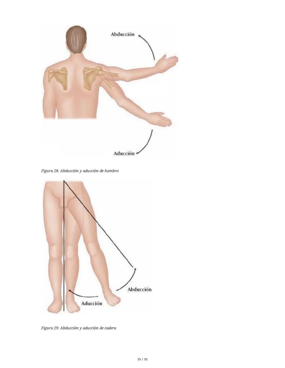 Anatomía Funcional - Resumen Integral
1. Introducción y Generalidades
El estudio de la anatomía funcional es fundamental para comprender la